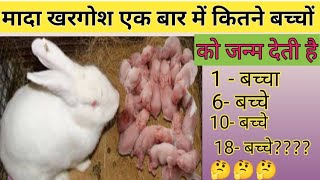 खरगोश एक बार में कितने बच्चों को जन्म देता है?How many babies does a rabbit give birth to at a time?