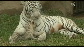 三孟加拉虎誕生 秘魯動物園掀\