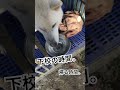 日本犬 紀州犬 天然記念物 生きた文化財 japanesedog japanesekishu 家族 和犬 猟犬 猪犬 見習い ご飯