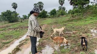 នាំគ្នារើសខ្យងស្រែ