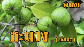 ชะมวง หรือ ส้มโมง, ใบชะมวง, Cowa, Garcinia cowa,