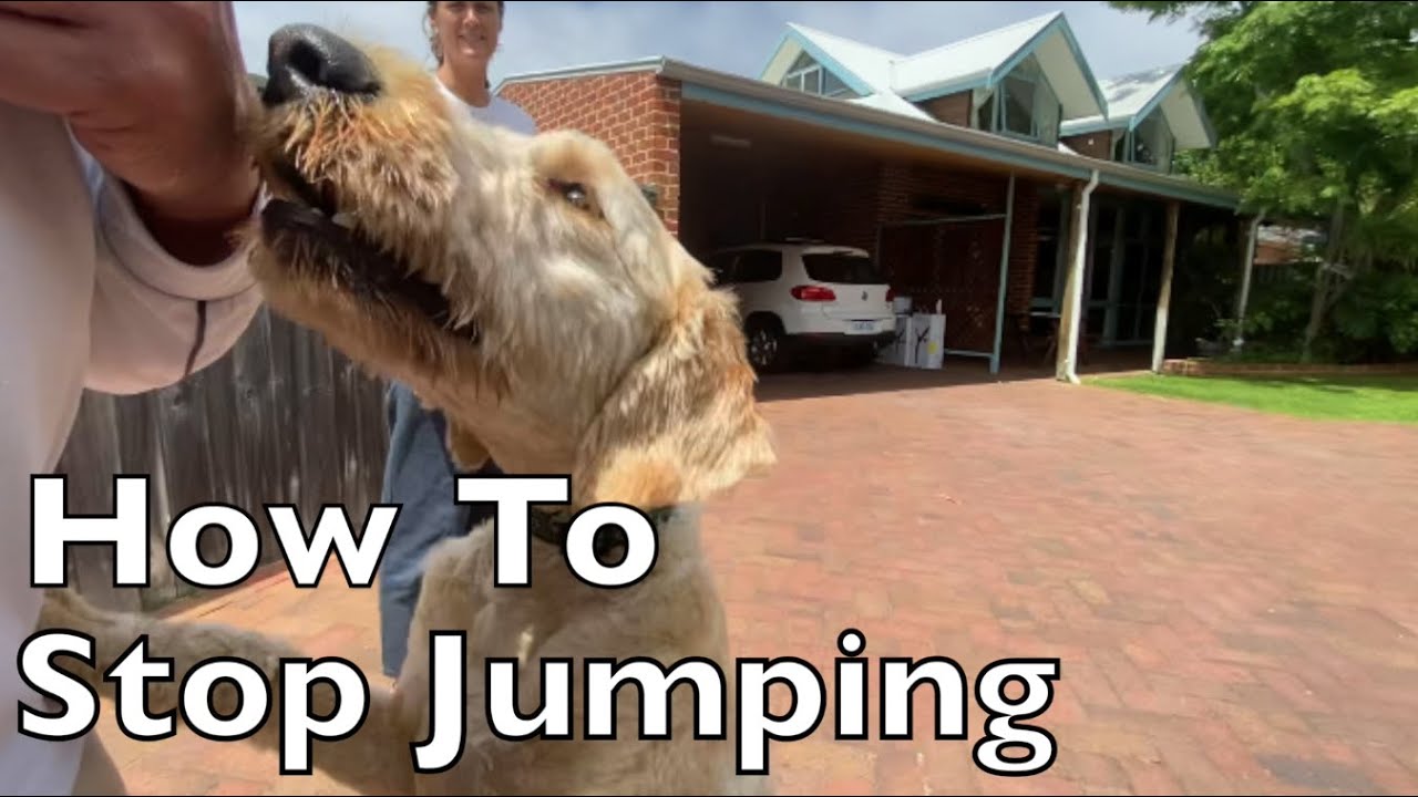 How To Stop Dogs Jumping - YouTube