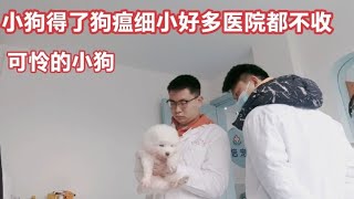 小狗得了细小犬瘟好多家医院都不收，找了半天终于给它安排住院