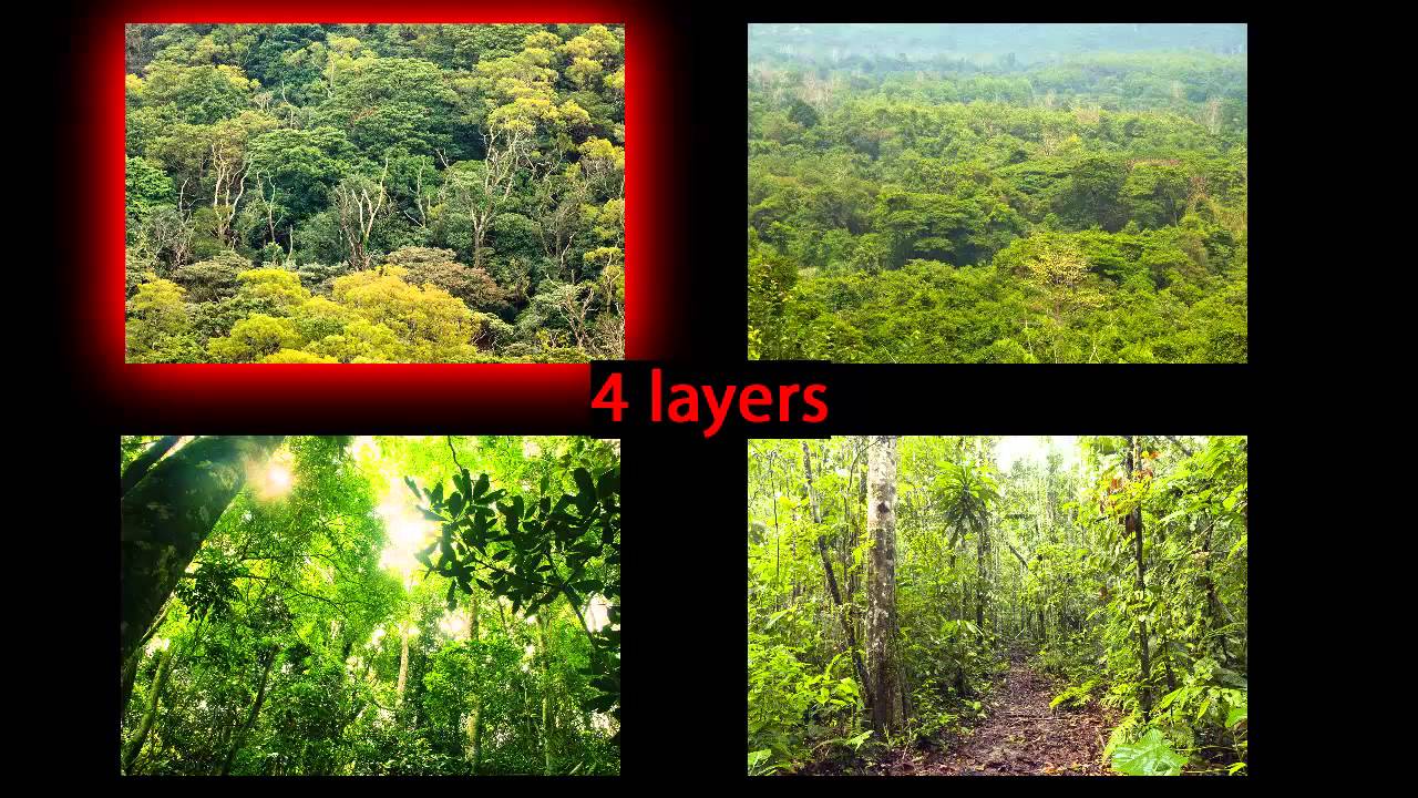 Virtual Field Trip Amazon Rainforest Go It