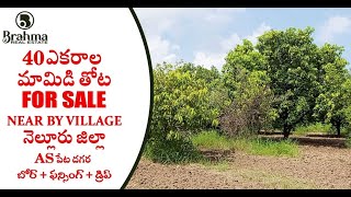 40 ఎకరాల మామిడితోట For Sale  నెల్లూరు జిల్లా AS పేట దగ్గరలో 5 బోర్ ,ఫెన్స్ కలవు | BRAHMA REAL ESTATE