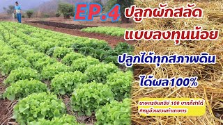 ปลูกผักสลัดแบบลงทุนน้อยปลูกได้ทุกสภาพดิน ep.4#เกษตรอินทรีย์100บาทก็ทำได้#หมูอ้วนชวนทำเกษตร