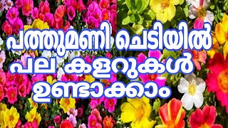 തുടക്കക്കാർക്കും എളുപ്പത്തിൽ കളറുകൾ കൂട്ടിയെടുക്കാം Pathumani chedi tips