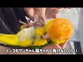 シロハラインコの甘えた鳴き声と指しゃぶりが可愛すぎました【シロハラインコ】