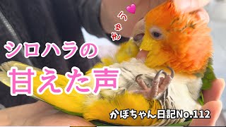 シロハラインコの甘えた鳴き声と指しゃぶりが可愛すぎました【シロハラインコ】