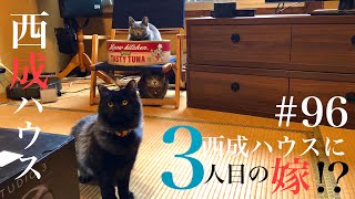 西成ハウス#96【仔猫】