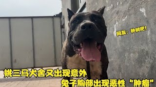 姚三马犬舍又出现意外，兔子胸部出现恶性“肿瘤”，网友：种树吧