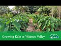 Discussing Kalo at Waimea Valley - for UH Kanewai