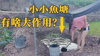 四川農村天氣太乾旱，道哥的小魚池終於派上了大用場，家裏人個個誇贊！ 【90後寶媽雯雪】