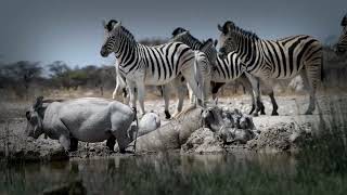 Zebras and the Grasslands: A Symbiotic Partnership .