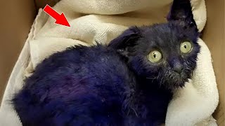 The kitten was used as a bait for dogs. He barely SURVIVED!