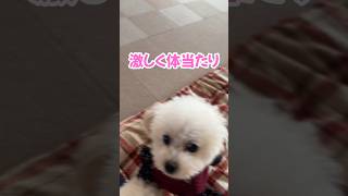 飼い主が美容院から帰宅すると？ #shorts