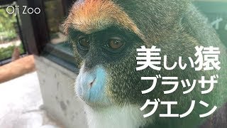 ブラッザグエノンおじいちゃんみたいなお猿さん【王子動物園】世界で最も美しい猿といわれる優しい目をしたお猿さん