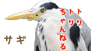 【サギ】「君たちはどう生きるか」ブーム到来！？美し〜い＆かわいすぎる シラサギ アオサギをご紹介！/heron Sumikkogurashi ママモ すみっコぐらし