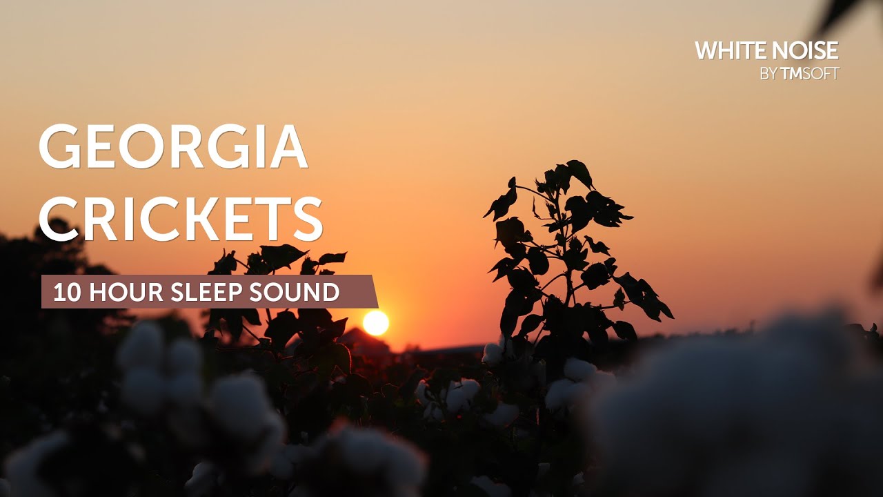 How Cricket Chirps Rewire Your Brain For Restful Sleep Wonderlearning