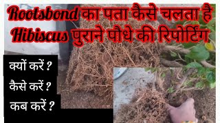 पुराने गुड़हल के पौधे को दुबारा रिपोर्ट कैसे करें /How to riport old 🌺 plant / Rootsbound /#ytvideos