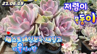 다육이사랑1탄/저렴이들과묵둥이/웨스트레인보우재입고/택배 010 6301 7814(korean succulent plants)