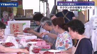 「サクランボサポーター事業」スタート（村山市）