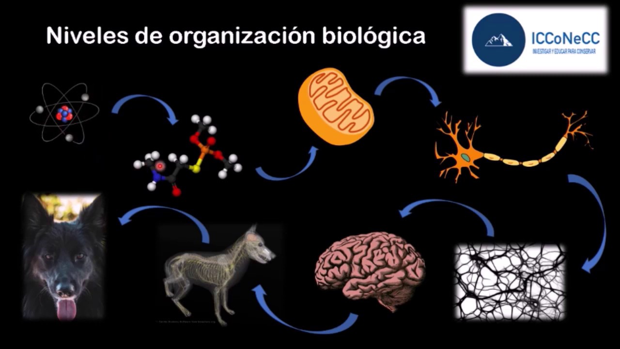 ¿qué Son Los Niveles De Organización Biológica? Parte Uno - YouTube