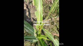 #fall armyworm attack on maize #Spodoptera frugiperda #maize :- Zea mays #UPSC #IAS