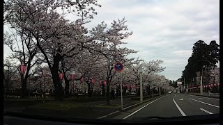 新潟県上越市　高田の桜　4月4日（車から）