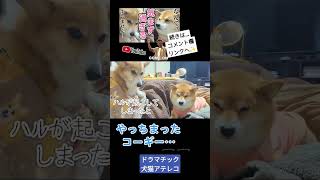 【犬猫アテレコ】気まづいコーギーと柴犬 #アテレコ #アフレコ