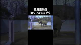 超貴重映像マルミミゾウの鳴き声 #shorts #マルミミゾウ#鳴き声