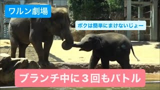 【ワルン劇場】ブランチの最中に3回もバトルするアルンくんとウタイちゃん　2023.07.28 午前