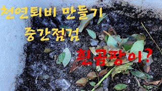 천연퇴비 만드는중 흰곰팡이가 피었다면?