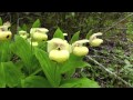 Cypripedium flavum, the yellow Cypripedium of western China