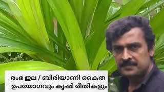 രംഭ ഇല | ബിരിയാണി കൈത എങ്ങനെ വീട്ടിൽ വളർത്താം | pandan plant | Biriyani plant | Pandan leaves