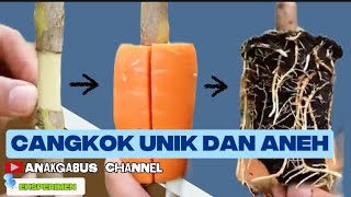 Cara baru!! Mencangkok buah dengan wortel, hasilnya mengejutkan