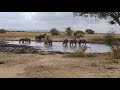 Zebra in Tarangire national park Safari by mr captain tanzania(Arusha)