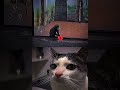 Bro did a awesome backflip #catbombastic #cat #animals #viral #memes