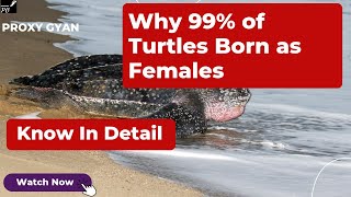 Why 99% Sea Turtles In Florida Are Born Female Climate Change |Global Warming |Proxy Gyan