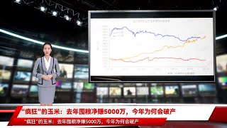 “疯狂”的玉米：去年囤粮净赚5000万，今年为何会破产