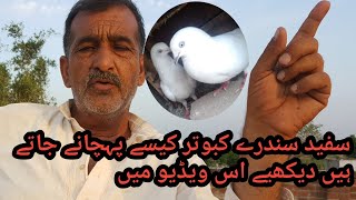Pigeon Pakistan | See how white song pigeons are recognized in this video