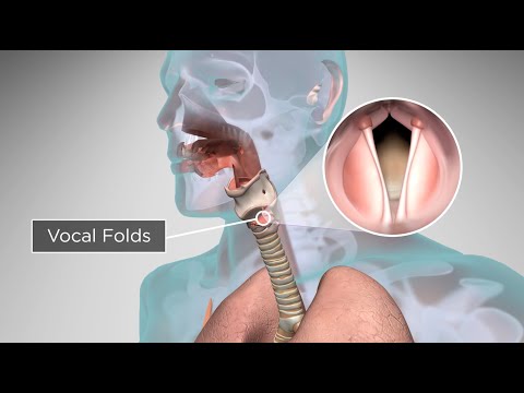 What is the other name of voice box?
