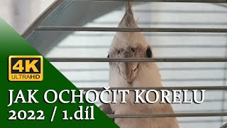 🔴[4K ] Jak ochočit divokou korelu 2022 - 1.díl │KorelyEu