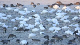 ♪鳥くん野鳥動画（北海道）ハクガンの大群20201110 6Z3A6623