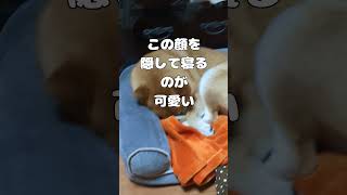 顔を埋めて寝る犬の姿が… #mamesiba #柴犬 #豆柴 #shiba