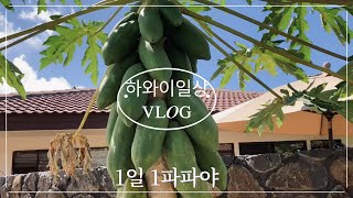 천사의 열매라는 파파야 | 하와이일상 | 파파야열매먹기 | 집앞 파파야나무 기르기