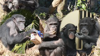 時の止まったような、でもハルちゃんの時は流れていく　よこはま動物園ズーラシア　チンパンジー　202501