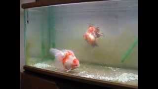 Ryukin x Oranda crossbreed \u0026 short tail Ryukin