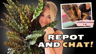 Repot With Me: Giving My Calatheas a Fresh Start (Chatty Plant Hangout)