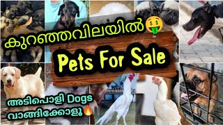 അടിപൊളി PETS വന്നിട്ടുണ്ട് 🔥 | Quality puppies available | Pets sale in Kerala | PETS POINT